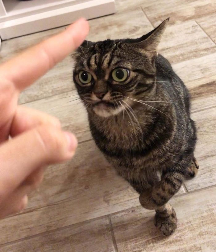 Meet The New Grumpy Cat Called Kitzia That Looks Even Angrier Than Her Late Predecessor Meet The New Grumpy Cat Called Kitzia That Looks Even Angrier Than Her Late Predecessor