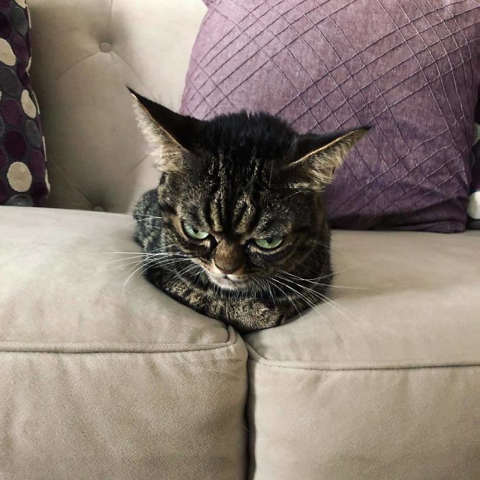 Meet The New Grumpy Cat Called Kitzia That Looks Even Angrier Than Her Late Predecessor