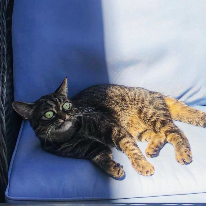 Meet The New Grumpy Cat Called Kitzia That Looks Even Angrier Than Her Late Predecessor