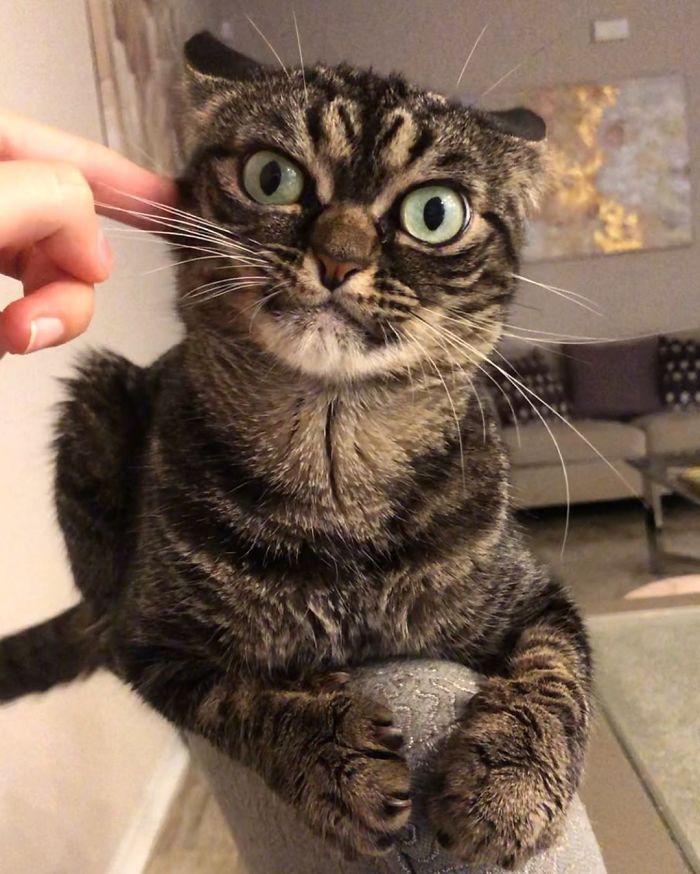 Meet The New Grumpy Cat Called Kitzia That Looks Even Angrier Than Her Late Predecessor