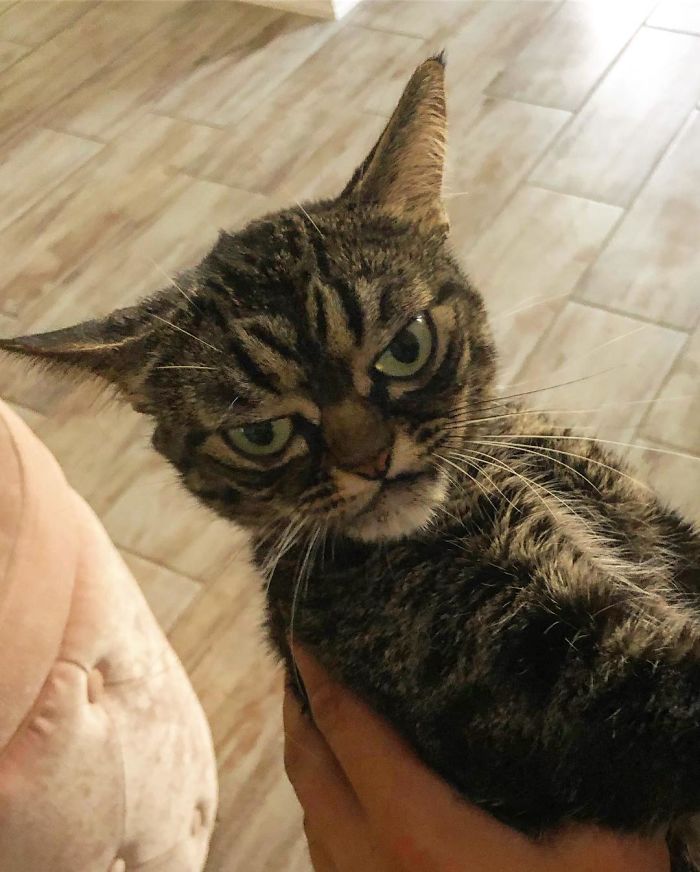 Meet The New Grumpy Cat Called Kitzia That Looks Even Angrier Than Her Late Predecessor Meet The New Grumpy Cat Called Kitzia That Looks Even Angrier Than Her Late Predecessor