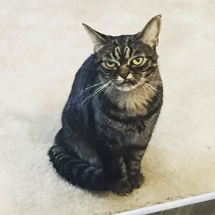 Meet The New Grumpy Cat Called Kitzia That Looks Even Angrier Than Her Late Predecessor