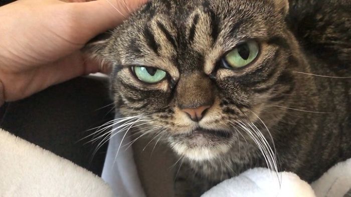 Meet The New Grumpy Cat Called Kitzia That Looks Even Angrier Than Her Late Predecessor