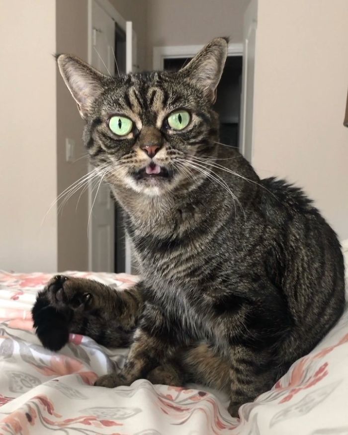 Meet The New Grumpy Cat Called Kitzia That Looks Even Angrier Than Her Late Predecessor Meet The New Grumpy Cat Called Kitzia That Looks Even Angrier Than Her Late Predecessor