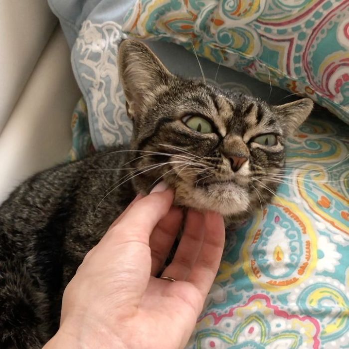 Meet The New Grumpy Cat Called Kitzia That Looks Even Angrier Than Her Late Predecessor