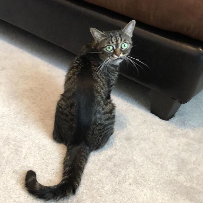 Meet The New Grumpy Cat Called Kitzia That Looks Even Angrier Than Her Late Predecessor