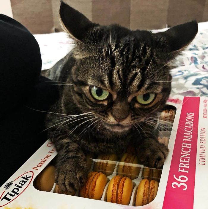 Meet The New Grumpy Cat Called Kitzia That Looks Even Angrier Than Her Late Predecessor