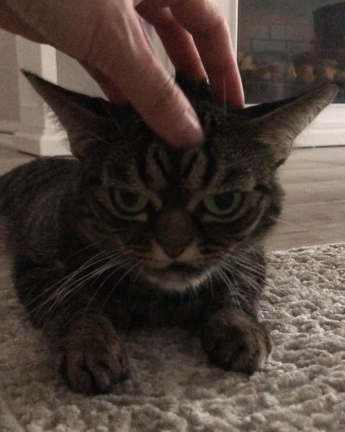 Meet The New Grumpy Cat Called Kitzia That Looks Even Angrier Than Her Late Predecessor Meet The New Grumpy Cat Called Kitzia That Looks Even Angrier Than Her Late Predecessor