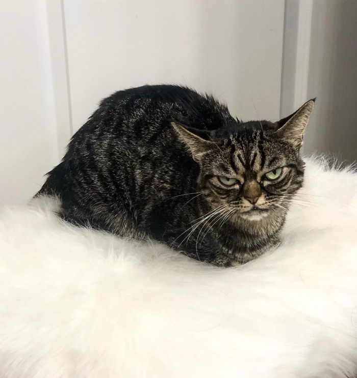 Meet The New Grumpy Cat Called Kitzia That Looks Even Angrier Than Her Late Predecessor Meet The New Grumpy Cat Called Kitzia That Looks Even Angrier Than Her Late Predecessor