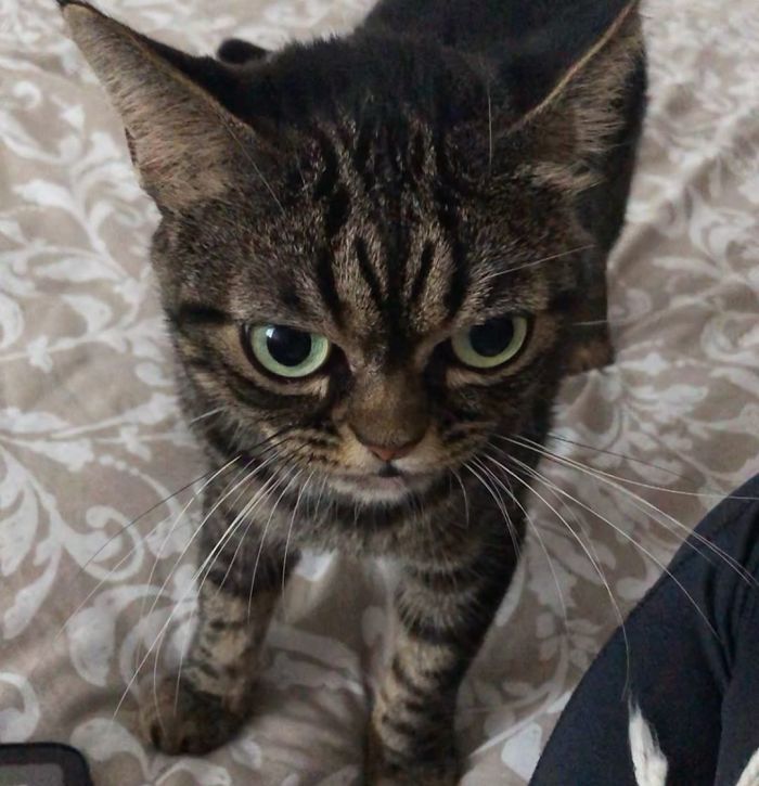 Meet The New Grumpy Cat Called Kitzia That Looks Even Angrier Than Her Late Predecessor