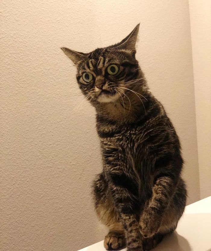 Meet The New Grumpy Cat Called Kitzia That Looks Even Angrier Than Her Late Predecessor