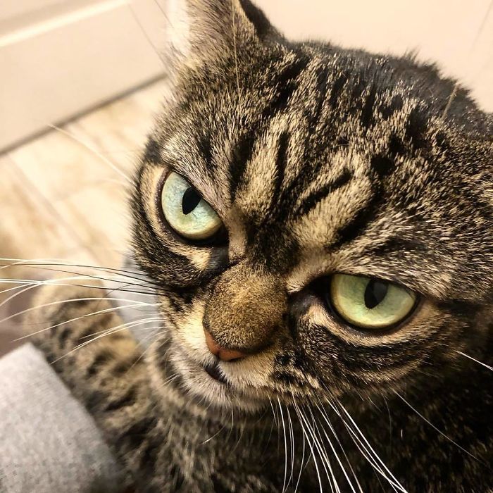 Meet The New Grumpy Cat Called Kitzia That Looks Even Angrier Than Her Late Predecessor Meet The New Grumpy Cat Called Kitzia That Looks Even Angrier Than Her Late Predecessor