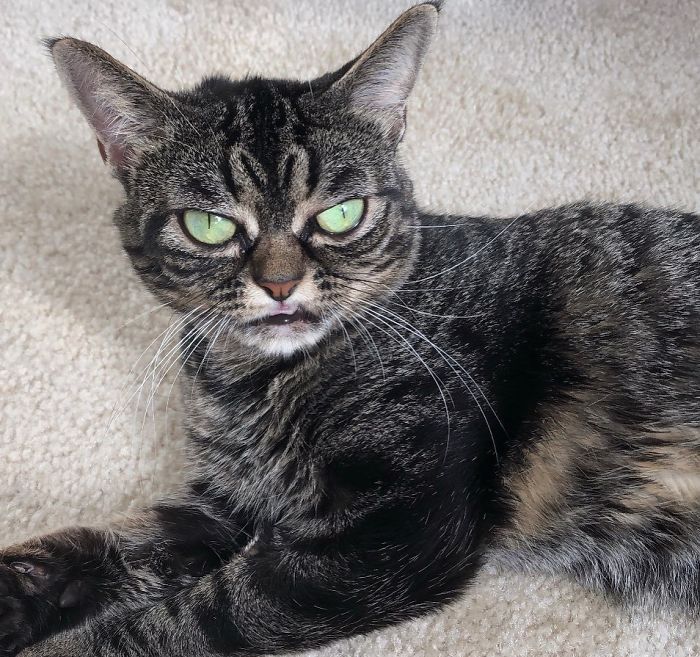 Meet The New Grumpy Cat Called Kitzia That Looks Even Angrier Than Her Late Predecessor Meet The New Grumpy Cat Called Kitzia That Looks Even Angrier Than Her Late Predecessor