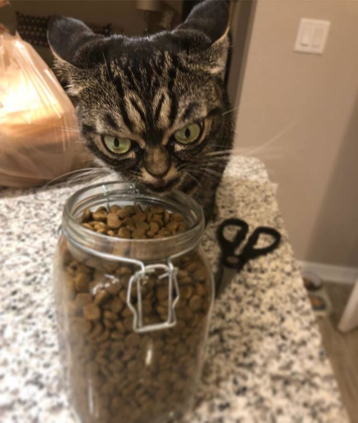 Meet The New Grumpy Cat Called Kitzia That Looks Even Angrier Than Her Late Predecessor Meet The New Grumpy Cat Called Kitzia That Looks Even Angrier Than Her Late Predecessor