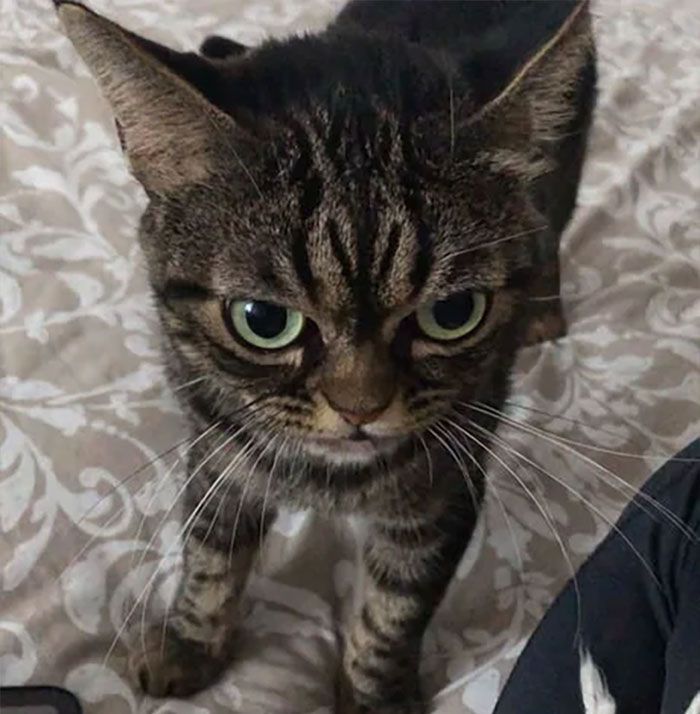 Meet The New Grumpy Cat Called Kitzia That Looks Even Angrier Than Her Late Predecessor