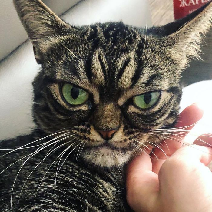 Meet The New Grumpy Cat Called Kitzia That Looks Even Angrier Than Her Late Predecessor