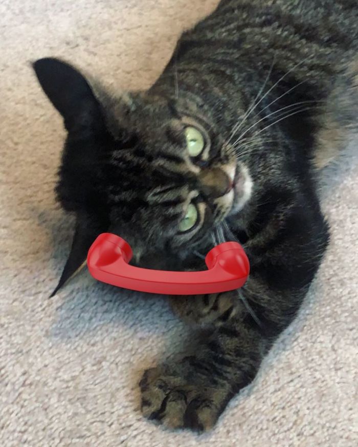 Meet The New Grumpy Cat Called Kitzia That Looks Even Angrier Than Her Late Predecessor