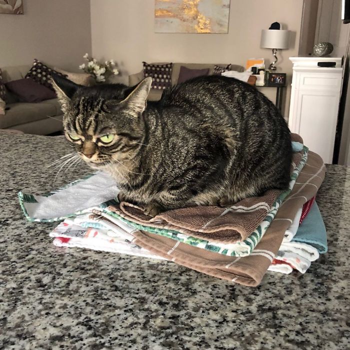 Meet The New Grumpy Cat Called Kitzia That Looks Even Angrier Than Her Late Predecessor