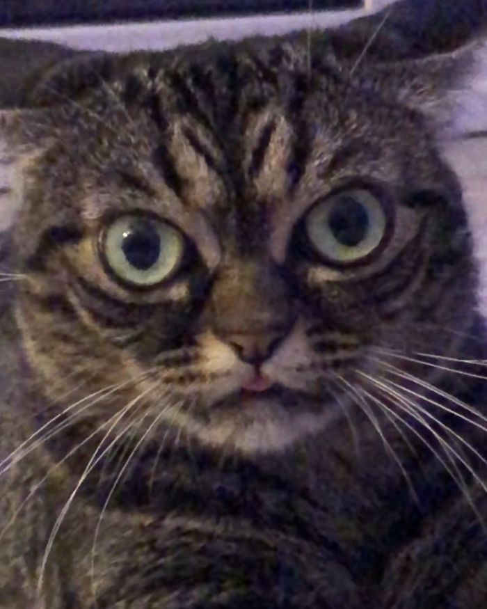 Meet The New Grumpy Cat Called Kitzia That Looks Even Angrier Than Her Late Predecessor