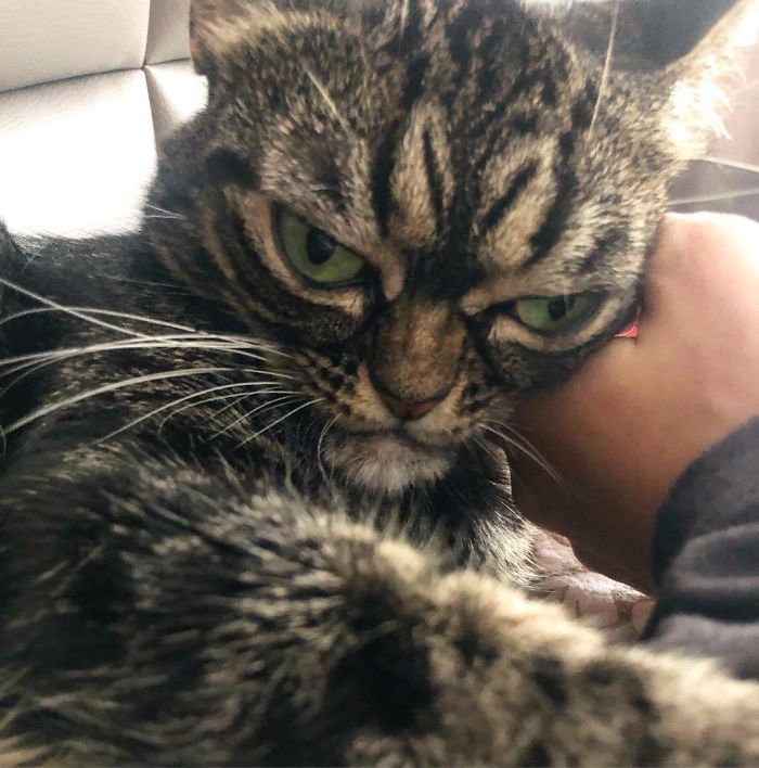 Meet The New Grumpy Cat Called Kitzia That Looks Even Angrier Than Her Late Predecessor