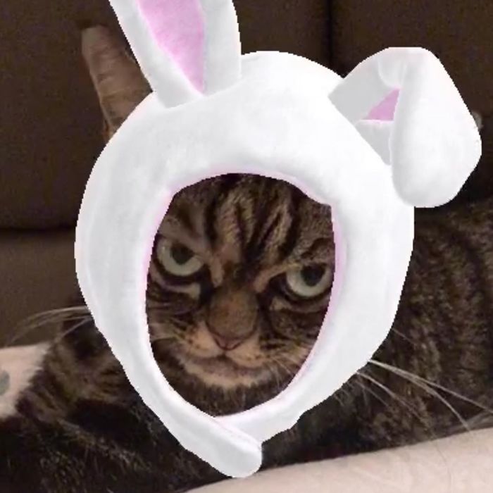 Meet The New Grumpy Cat Called Kitzia That Looks Even Angrier Than Her Late Predecessor