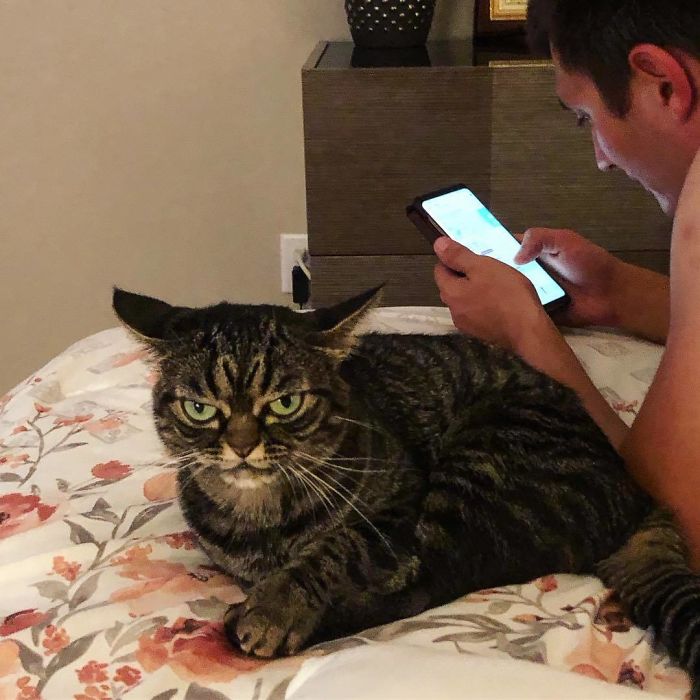 Meet The New Grumpy Cat Called Kitzia That Looks Even Angrier Than Her Late Predecessor