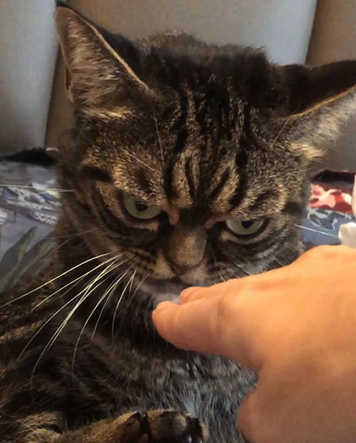 Meet The New Grumpy Cat Called Kitzia That Looks Even Angrier Than Her Late Predecessor