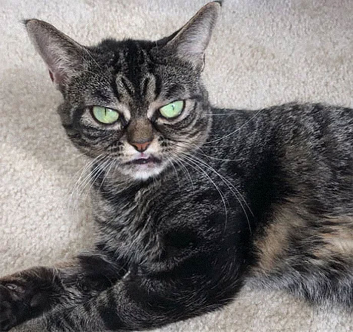 Meet The New Grumpy Cat Called Kitzia That Looks Even Angrier Than Her Late Predecessor