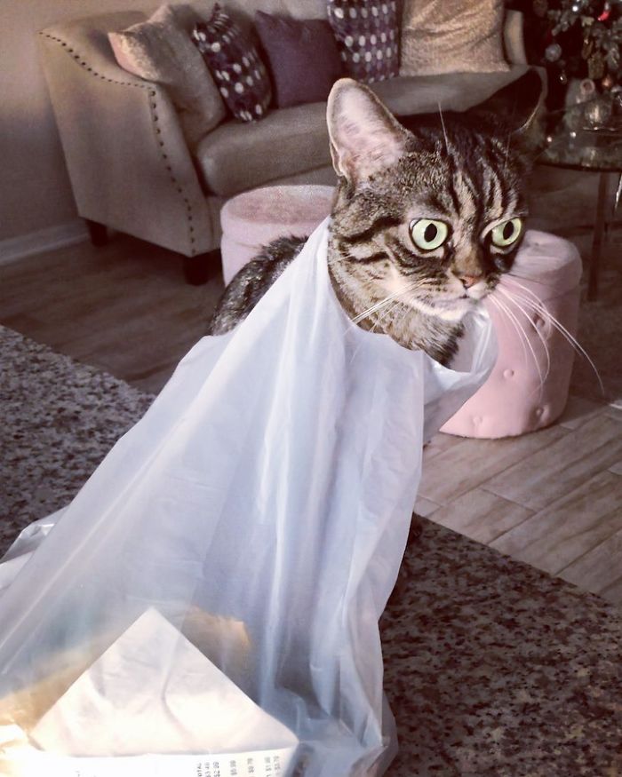 Meet The New Grumpy Cat Called Kitzia That Looks Even Angrier Than Her Late Predecessor