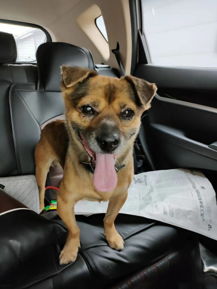 Dog Waits For His Owner In A Wuhan Hospital Not Knowing He Died From Covid-19 Months Ago Dog Waits For His Owner In A Wuhan Hospital Not Knowing He Died From Covid-19 Months Ago