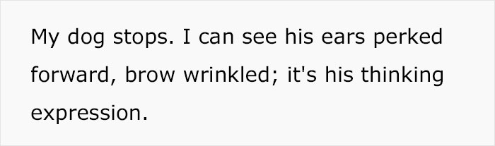 Dog Owner Witnesses Peculiar Behavior At The Dog Park, Asks The Internet If His Dog Just Lied To Another Dog Dog Owner Witnesses Peculiar Behavior At The Dog Park, Asks The Internet If His Dog Just Lied To Another Dog