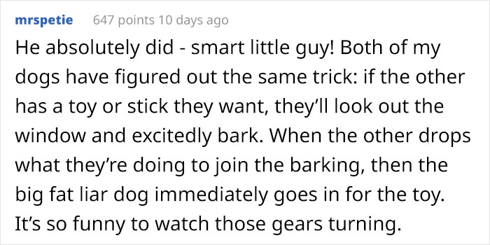 Dog Owner Witnesses Peculiar Behavior At The Dog Park, Asks The Internet If His Dog Just Lied To Another Dog Dog Owner Witnesses Peculiar Behavior At The Dog Park, Asks The Internet If His Dog Just Lied To Another Dog