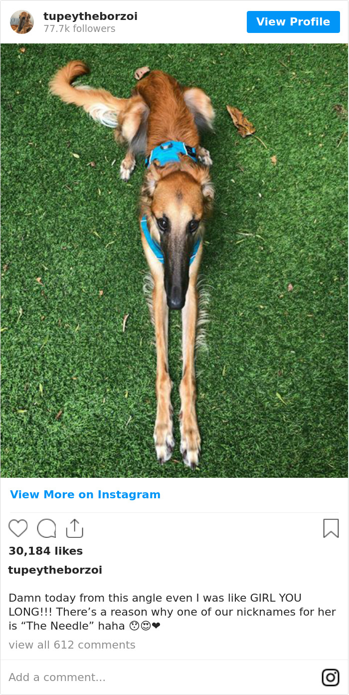 78K People Follow This Borzoi On Instagram For Her Adorably Long Snout 78K People Follow This Borzoi On Instagram For Her Adorably Long Snout