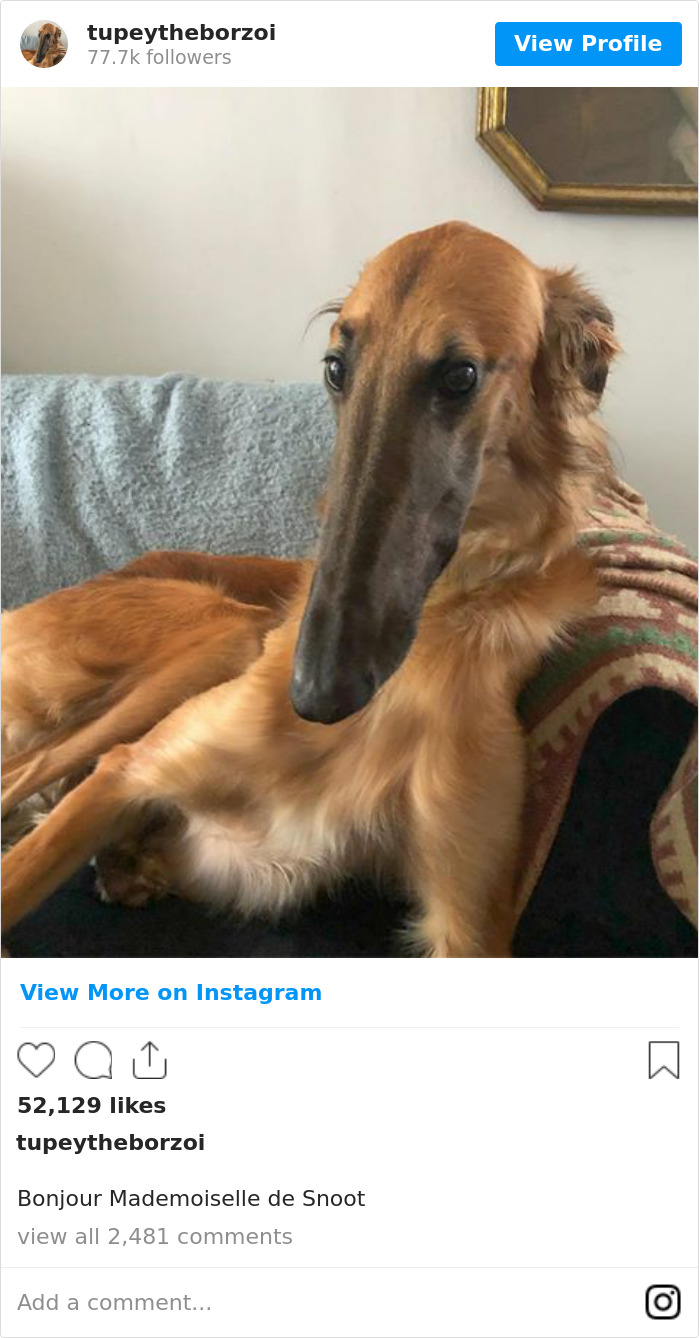 78K People Follow This Borzoi On Instagram For Her Adorably Long Snout 78K People Follow This Borzoi On Instagram For Her Adorably Long Snout
