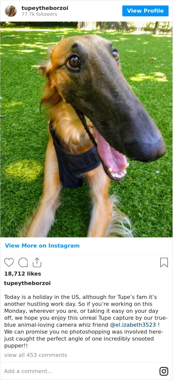 78K People Follow This Borzoi On Instagram For Her Adorably Long Snout 78K People Follow This Borzoi On Instagram For Her Adorably Long Snout