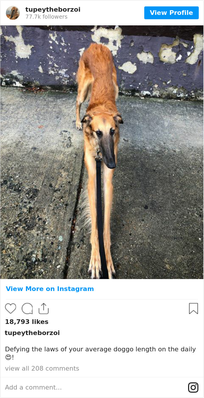 78K People Follow This Borzoi On Instagram For Her Adorably Long Snout 78K People Follow This Borzoi On Instagram For Her Adorably Long Snout