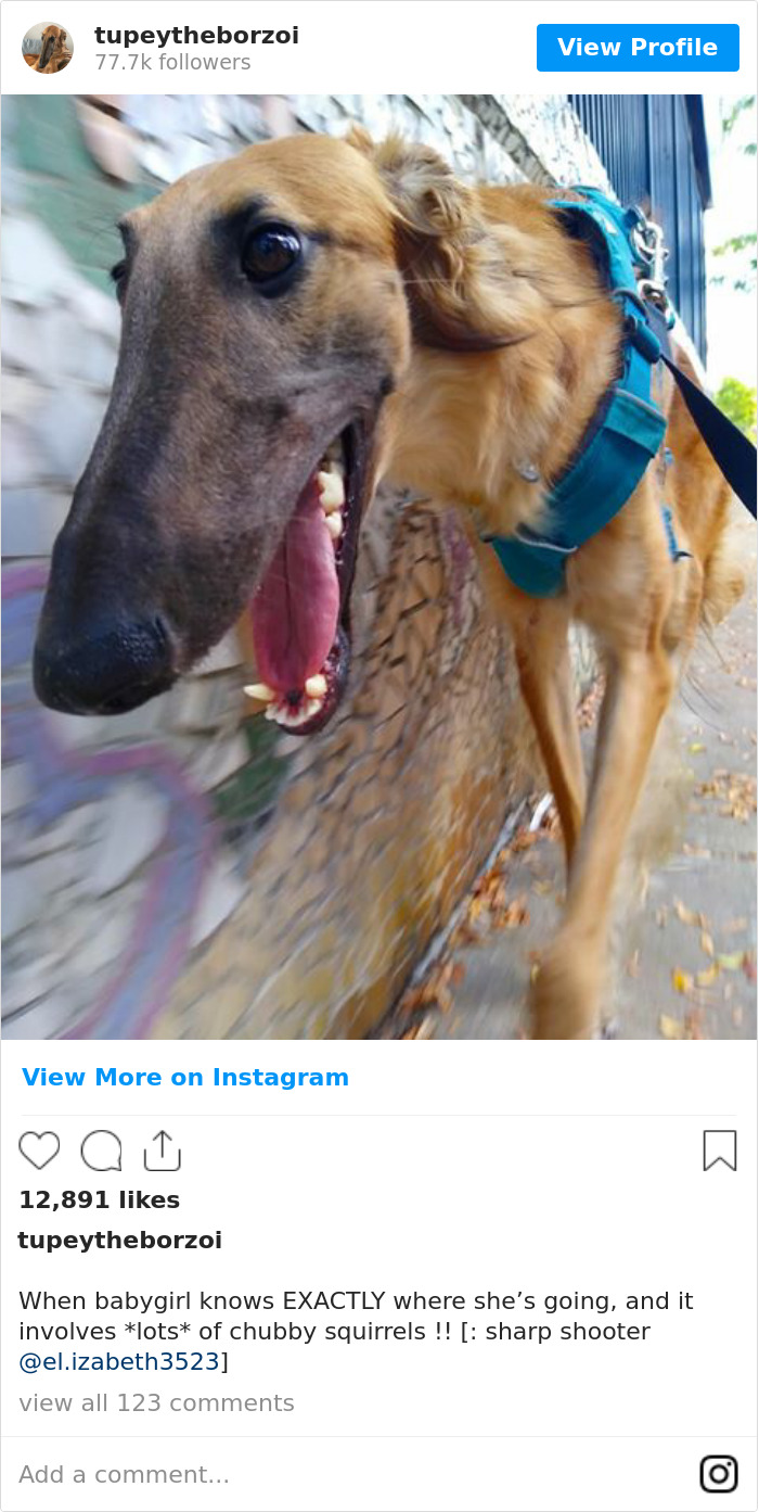 78K People Follow This Borzoi On Instagram For Her Adorably Long Snout 78K People Follow This Borzoi On Instagram For Her Adorably Long Snout