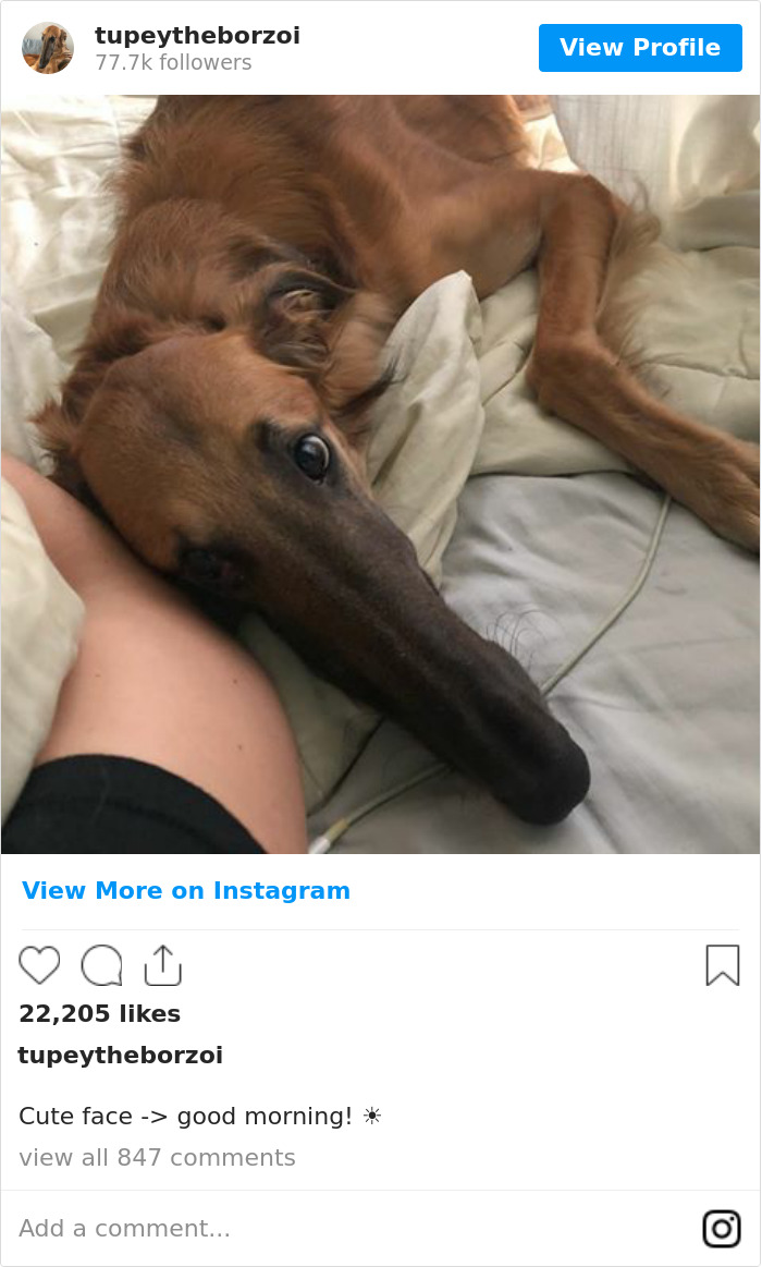 78K People Follow This Borzoi On Instagram For Her Adorably Long Snout 78K People Follow This Borzoi On Instagram For Her Adorably Long Snout