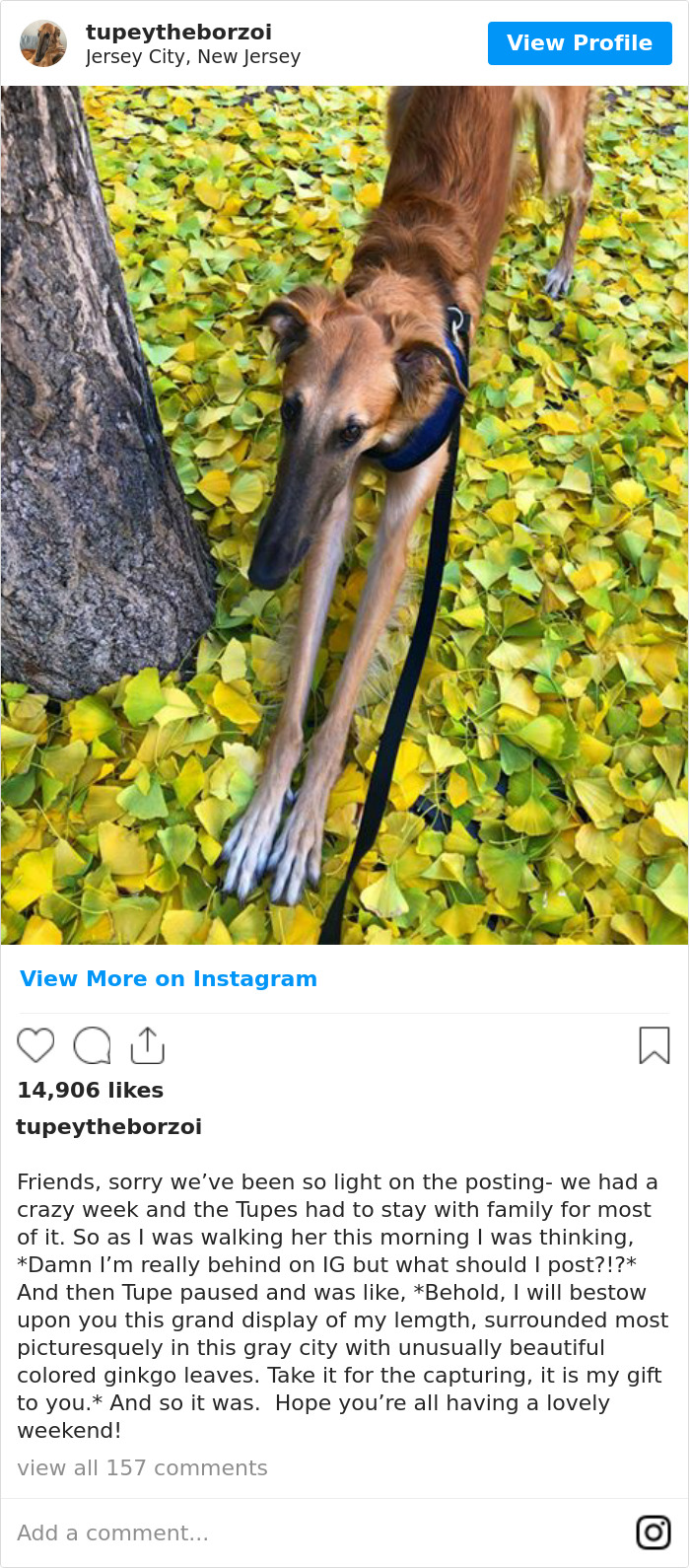 78K People Follow This Borzoi On Instagram For Her Adorably Long Snout 78K People Follow This Borzoi On Instagram For Her Adorably Long Snout