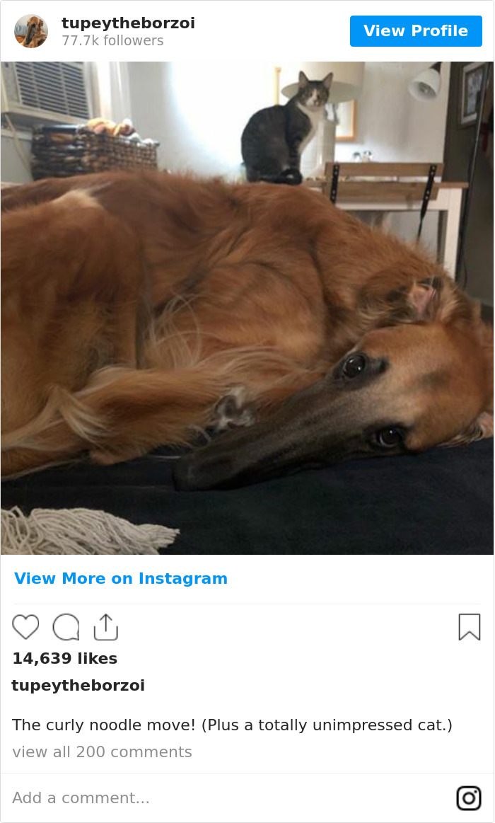 78K People Follow This Borzoi On Instagram For Her Adorably Long Snout 78K People Follow This Borzoi On Instagram For Her Adorably Long Snout