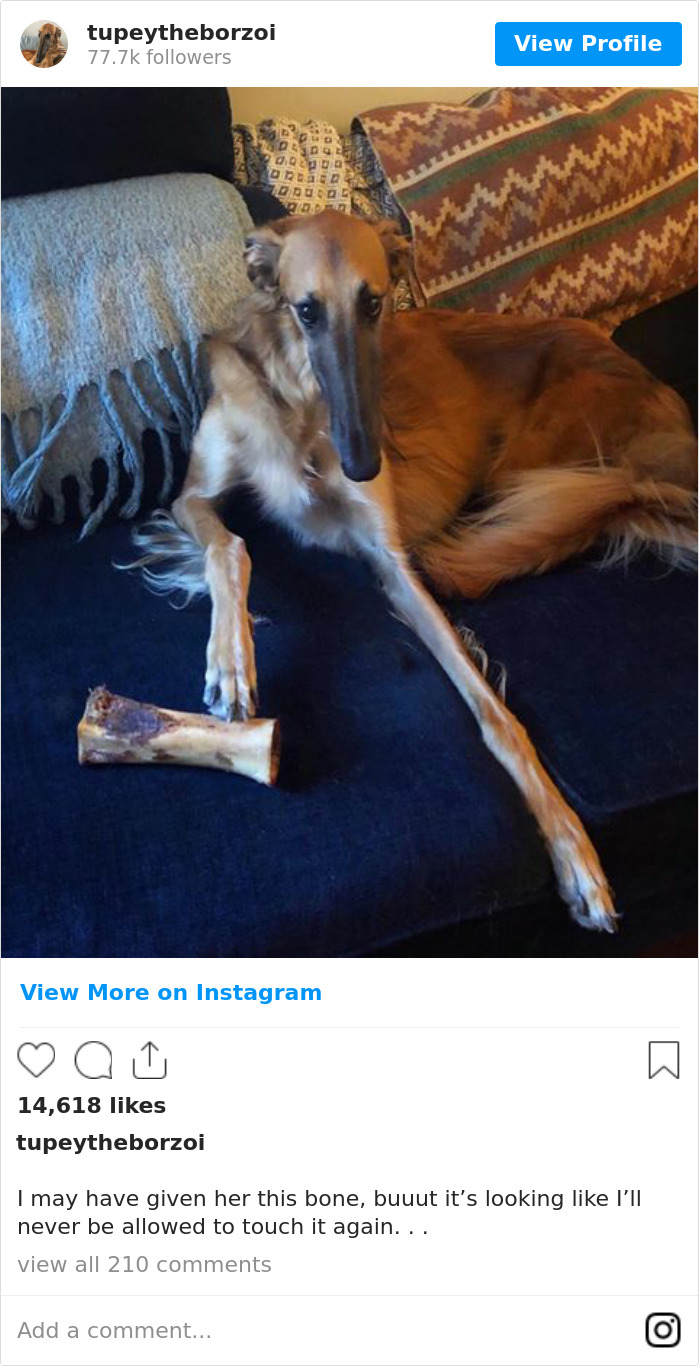 78K People Follow This Borzoi On Instagram For Her Adorably Long Snout 78K People Follow This Borzoi On Instagram For Her Adorably Long Snout