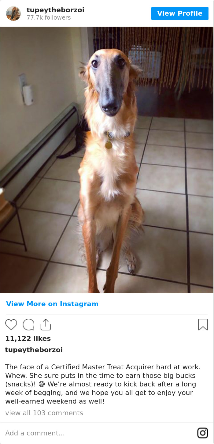 78K People Follow This Borzoi On Instagram For Her Adorably Long Snout 78K People Follow This Borzoi On Instagram For Her Adorably Long Snout