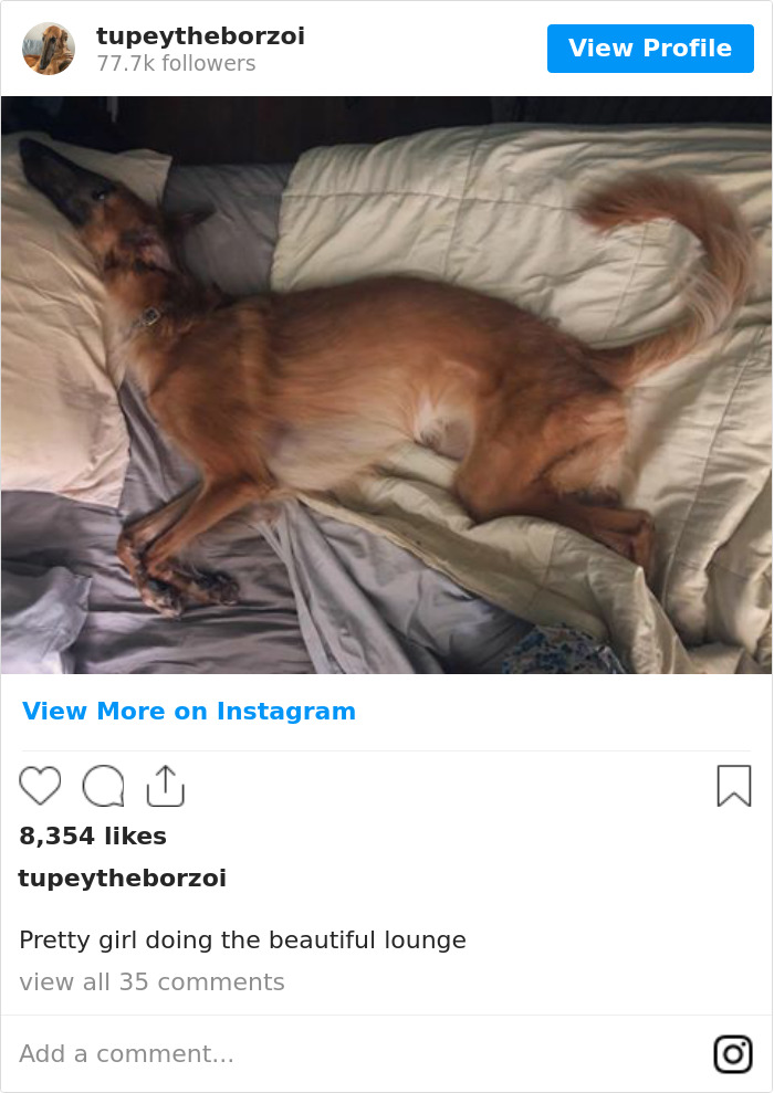 78K People Follow This Borzoi On Instagram For Her Adorably Long Snout 78K People Follow This Borzoi On Instagram For Her Adorably Long Snout