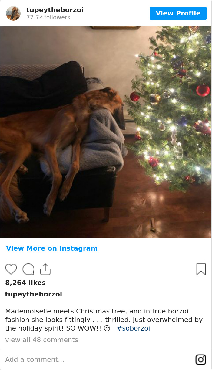 78K People Follow This Borzoi On Instagram For Her Adorably Long Snout 78K People Follow This Borzoi On Instagram For Her Adorably Long Snout