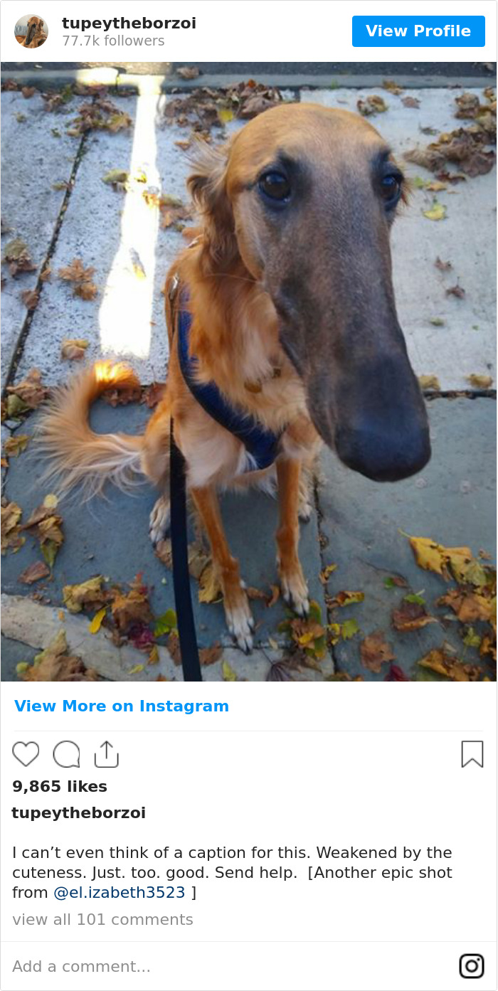 78K People Follow This Borzoi On Instagram For Her Adorably Long Snout 78K People Follow This Borzoi On Instagram For Her Adorably Long Snout