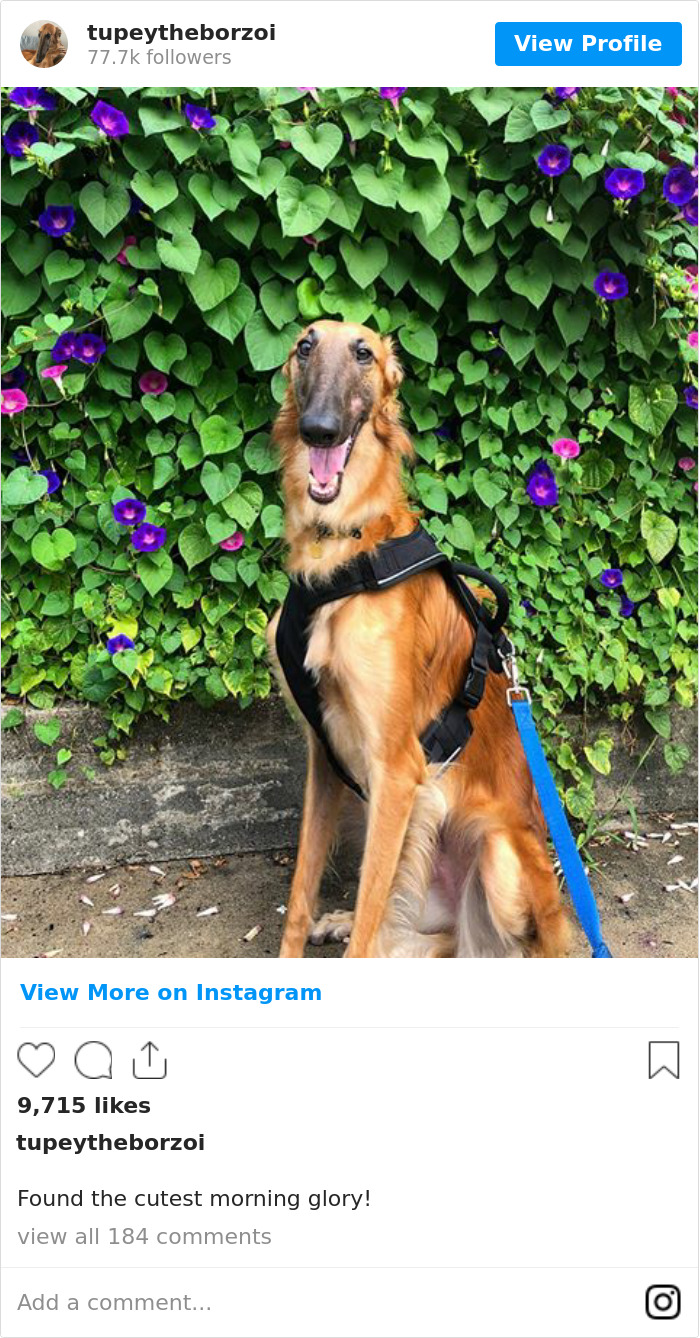 78K People Follow This Borzoi On Instagram For Her Adorably Long Snout 78K People Follow This Borzoi On Instagram For Her Adorably Long Snout