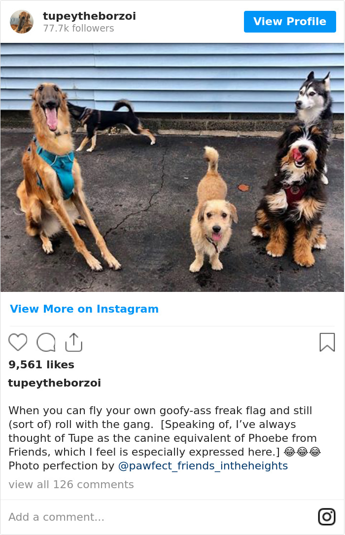 78K People Follow This Borzoi On Instagram For Her Adorably Long Snout 78K People Follow This Borzoi On Instagram For Her Adorably Long Snout