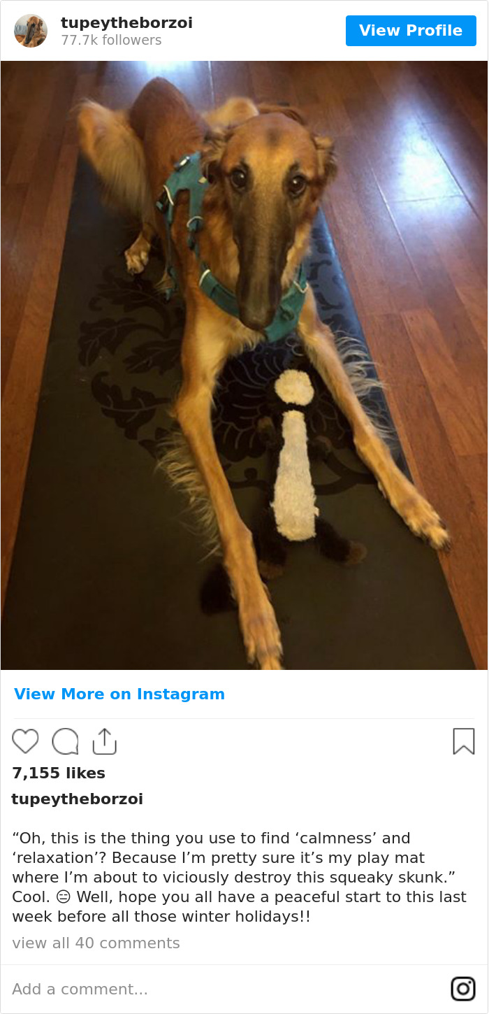 78K People Follow This Borzoi On Instagram For Her Adorably Long Snout 78K People Follow This Borzoi On Instagram For Her Adorably Long Snout