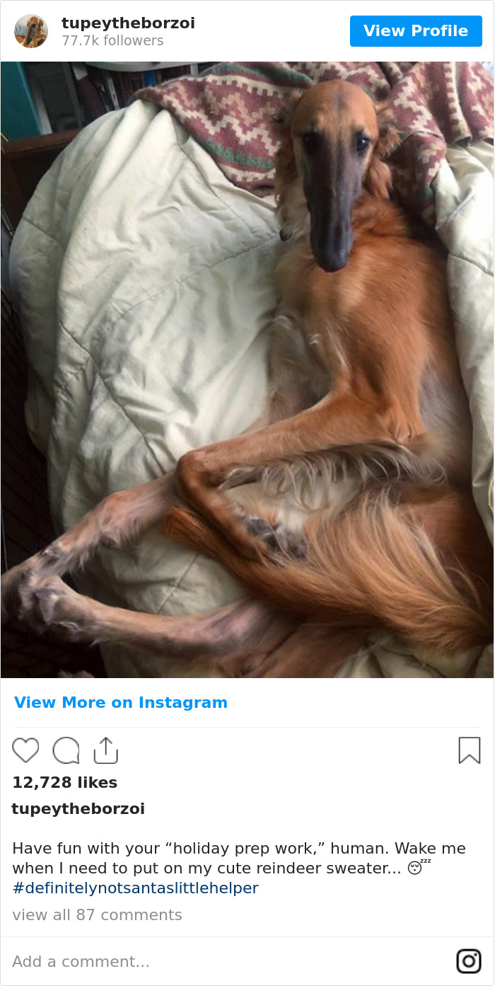 78K People Follow This Borzoi On Instagram For Her Adorably Long Snout 78K People Follow This Borzoi On Instagram For Her Adorably Long Snout