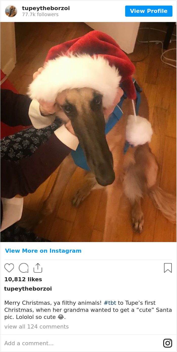 78K People Follow This Borzoi On Instagram For Her Adorably Long Snout 78K People Follow This Borzoi On Instagram For Her Adorably Long Snout